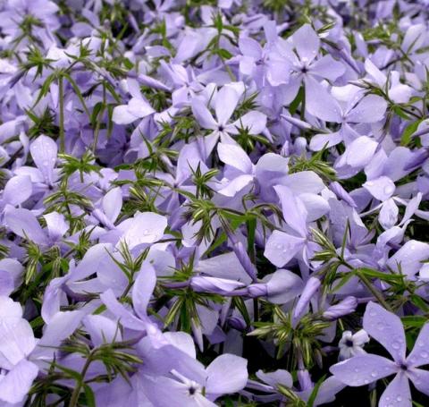 Phlox divaricata 'Clouds of Perfume'