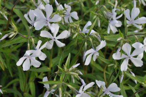 Phlox divaricata 'May Breeze'