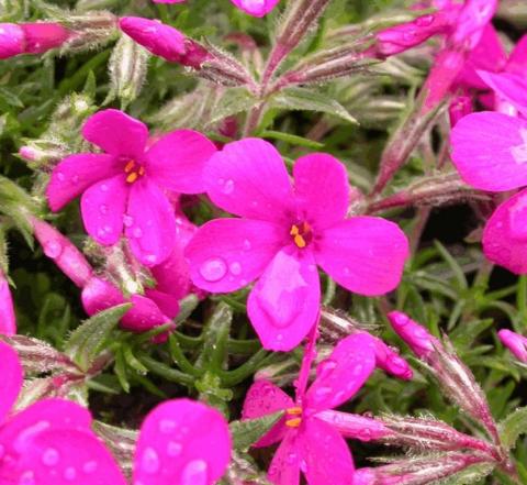 Phlox douglasii 'Crackerjack'