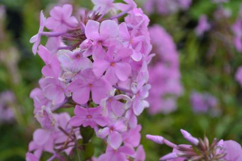 Phlox maculata 'Alpha'