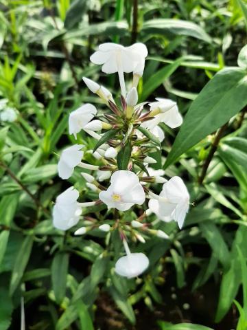 Phlox maculata 'Schneelawine'