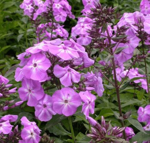 Phlox paniculata 'Blue Boy'