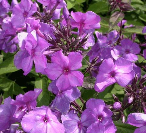 Phlox paniculata 'Blue Paradise'