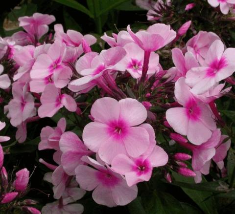 Phlox paniculata 'Bright Eyes'