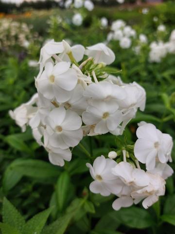 Phlox paniculata 'David'