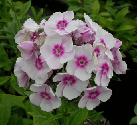 Phlox paniculata 'Europa'