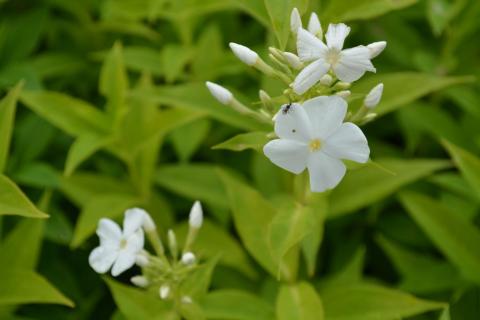 Phlox paniculata 'Fujiyama'