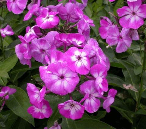 Phlox paniculata 'Laura'