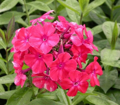 Phlox paniculata 'Orange Perfection'