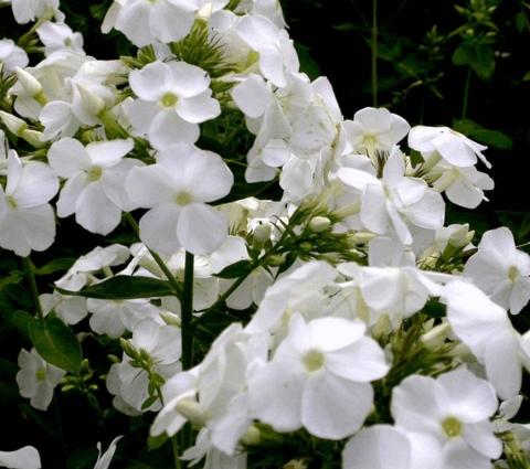 Phlox paniculata 'Rembrandt'