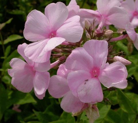 Phlox paniculata 'Rosa Pastell'