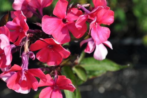 Phlox paniculata 'Starfire'