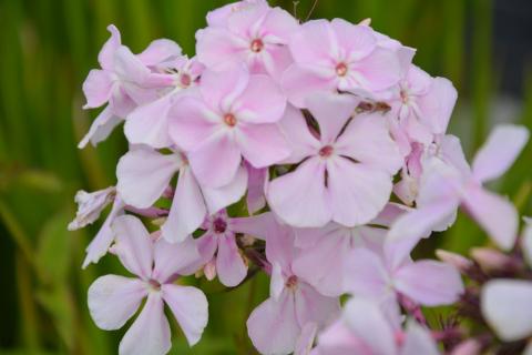 Phlox paniculata 'Utopia'