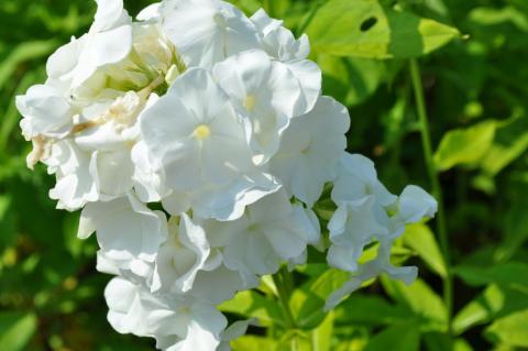 Phlox paniculata 'White Admiral'