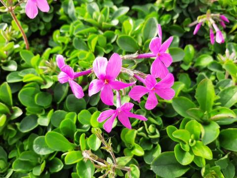 Phlox stolonifera 'Home Fires'