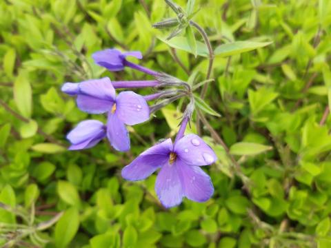 Phlox stolonifera 'Purpurea'