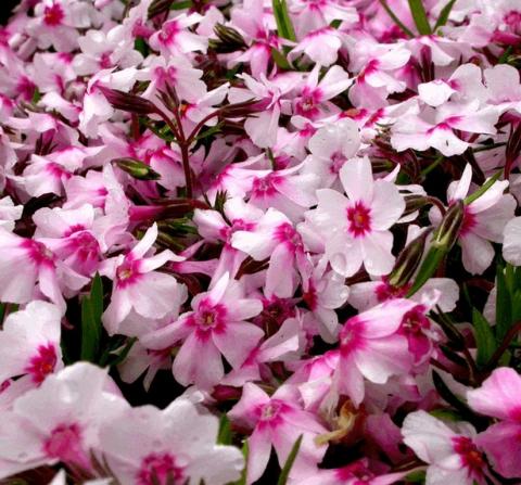 Phlox subulata 'Coral Eye'