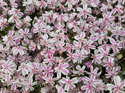 Phlox subulata 'Candy Stripes'