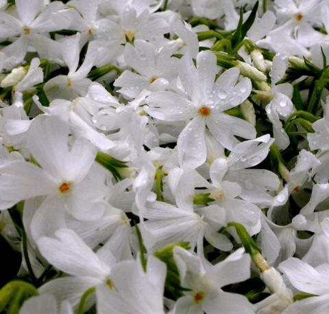 Phlox subulata 'Calvides White'