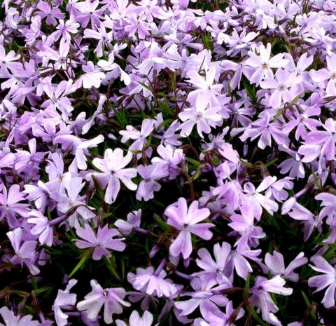 Phlox subulata 'Emerald Cushion Blue'