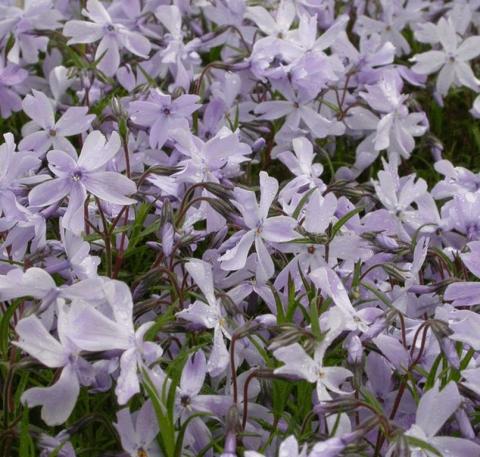 Phlox subulata 'G.F. Wilson'