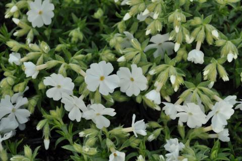 Phlox subulata 'Maischnee'