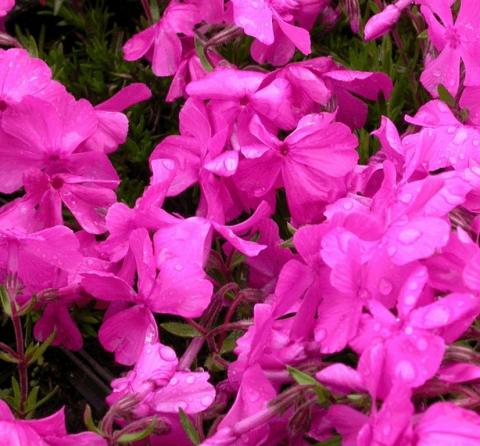 Phlox subulata 'Mac Daniel's Cushion'