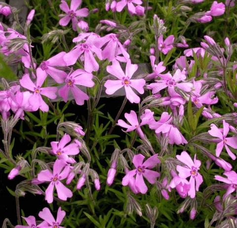 Phlox subulata 'Moerheimii'