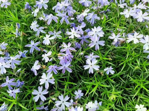 Phlox subulata 'Oakington Blue Eyes'