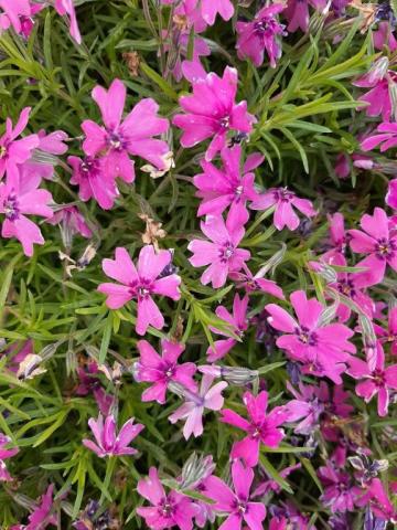 Phlox subulata 'Samson'