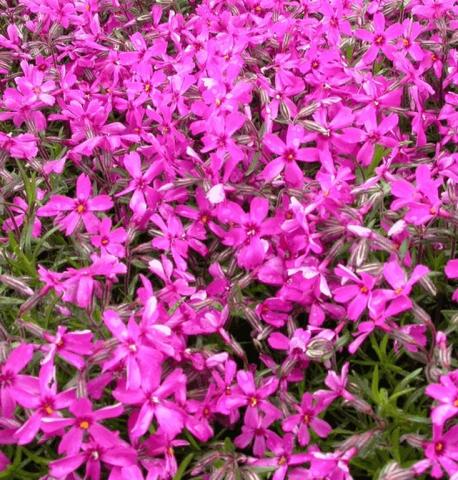 Phlox subulata 'Temiskaming'