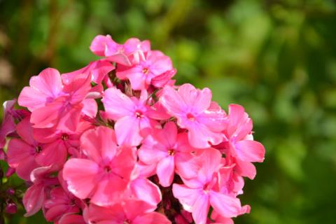 Phlox paniculata 'Tenor'