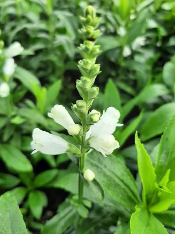 Physostegia virginiana 'Miss Manners'