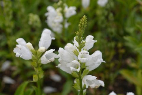 Physostegia virginiana 'Summer Snow'