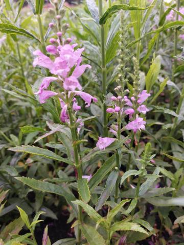 Physostegia virginiana 'Vivid'