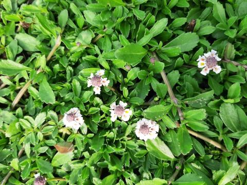 Phyla nodiflora 'Summer Pearls'