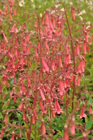 Phygelius rectus 'African Queen'