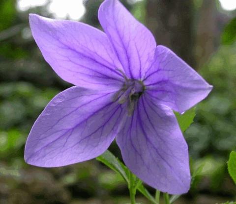 Platycodon grandiflorus 'Fuji Blue'