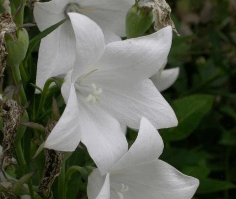 Platycodon grandiflorus 'Fuji White'