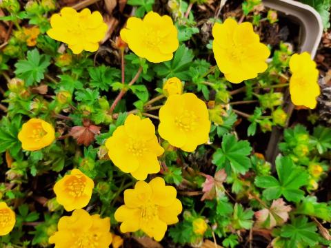 Potentilla crantzii 'Goldrausch'