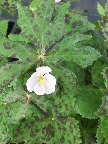 Podophyllum delavayi