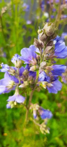 Polemonium caeruleum