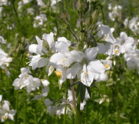 Polemonium caeruleum 'Album'