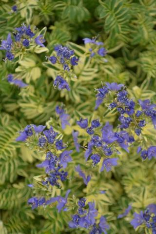 Polemonium caeruleum 'Brise d'Anjou'