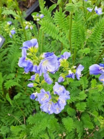 Polemonium caeruleum 'Northern Lights'