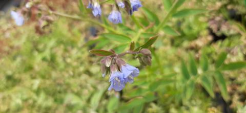 Polemonium reptans 'Stairway to Heaven'