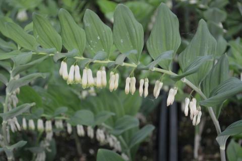 Polygonatum multiflorum