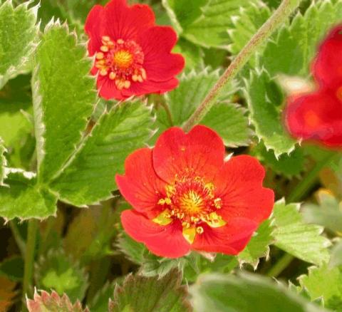 Potentilla atrosanguinea