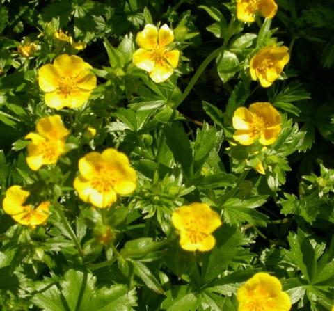 Potentilla aurea