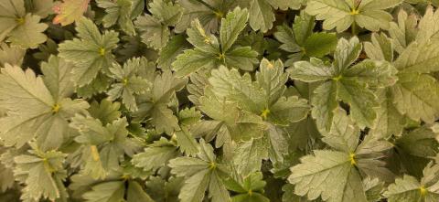 Potentilla crantzii